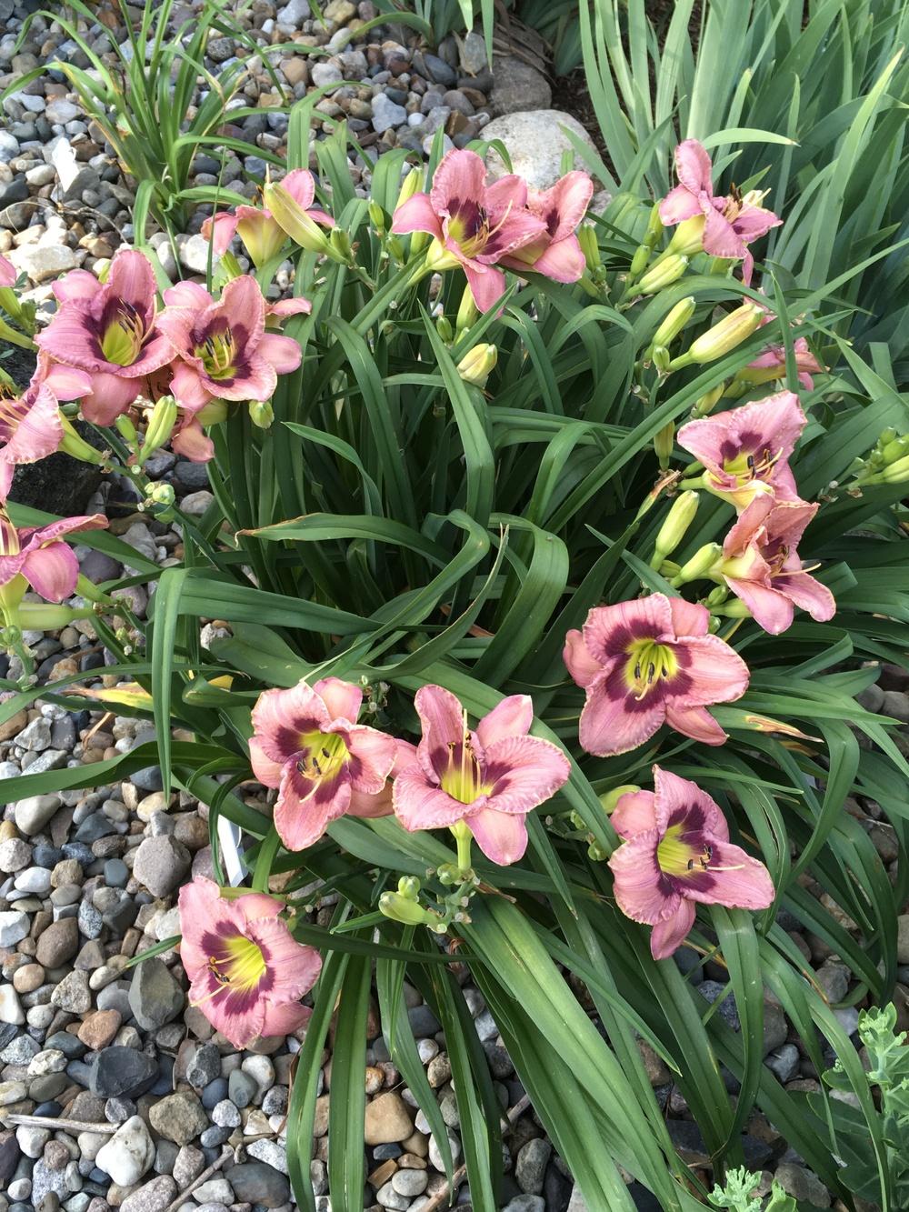 Hemerocallis 'Always Afternoon'